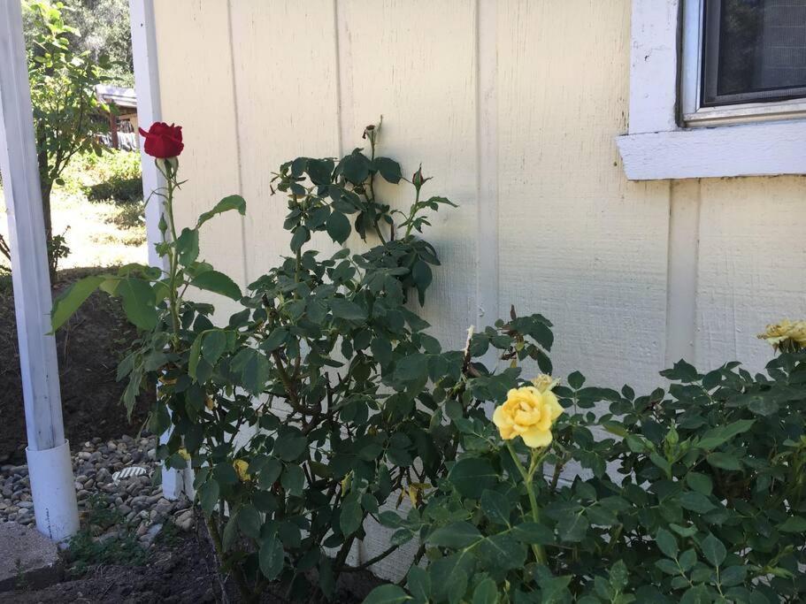 Sierra Sunset Cottage -Yosemite Area Vacation Cottage Ahwahnee Luaran gambar